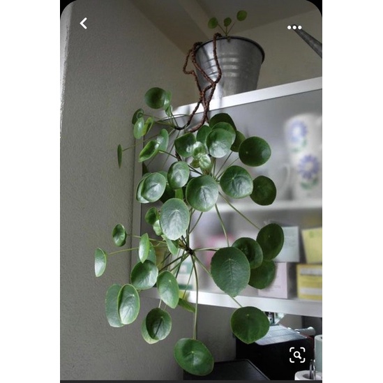 Cây Cỏ Gương sz nhỏ - Pilea Peperomiodies