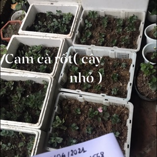 Combo hoa bỏng kép đủ màu 24 cây