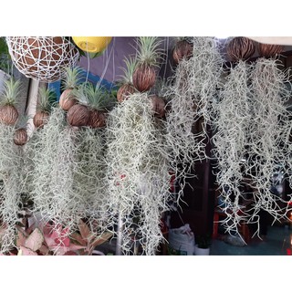 cây không khí tóc tiên