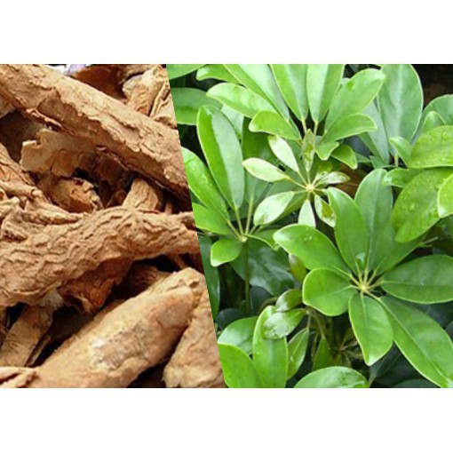 Ngũ gia bì gai  - Cây giống chuẩn