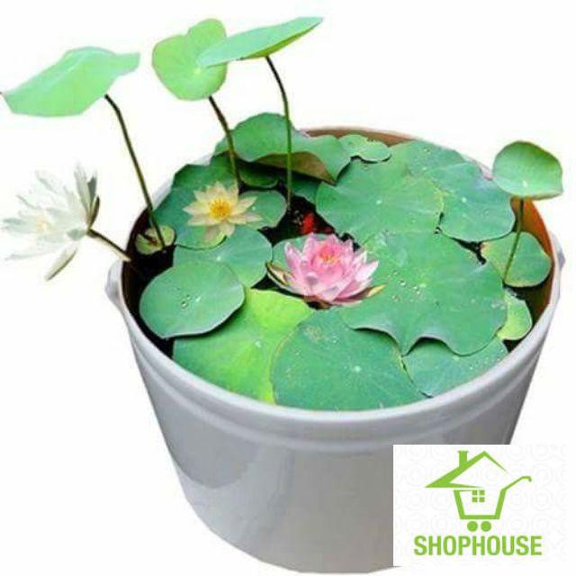 shophouse 8 Hạt giống hoa sen / đây là hình hoa sen shop tự trồng 10 ngày tuổi tỷ lệ mọc cao SHOP HOUSE TẾT KHUYẾN MẠI