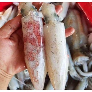 Mực Ống Tươi 500g
