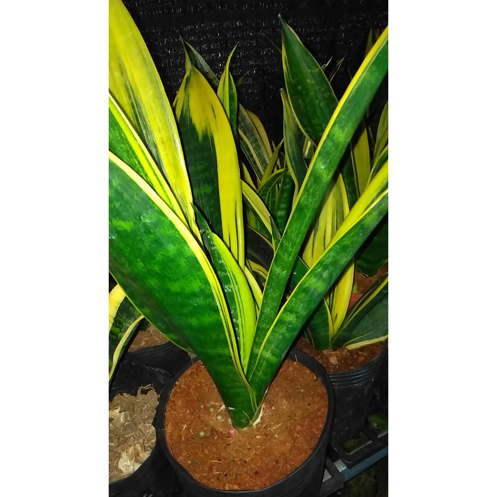 Cây lưỡi hổ Hoàng Kim - Sansevieria trifasciata Gold Flame