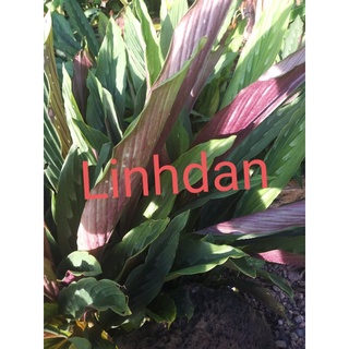 củ tam thất nam tươi 100gr 20k