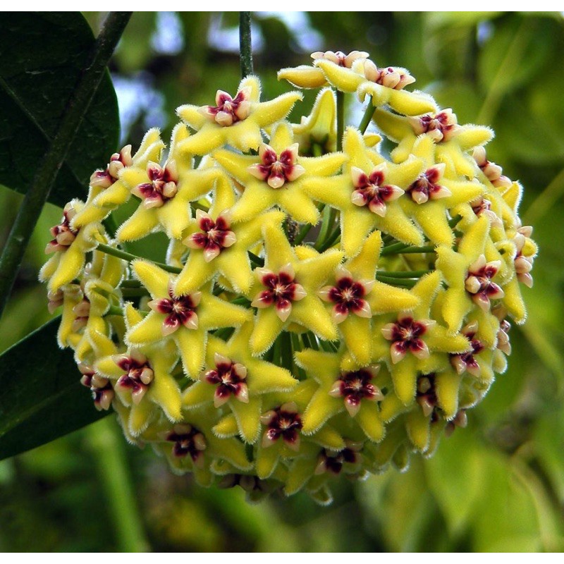Hoa chậu treo - Cẩm cù hoya halconensis, ít nắng, hoa thơm, nở liên tục [ Nhập mã DuongAnh1 giảm 10% đơn 50k ]