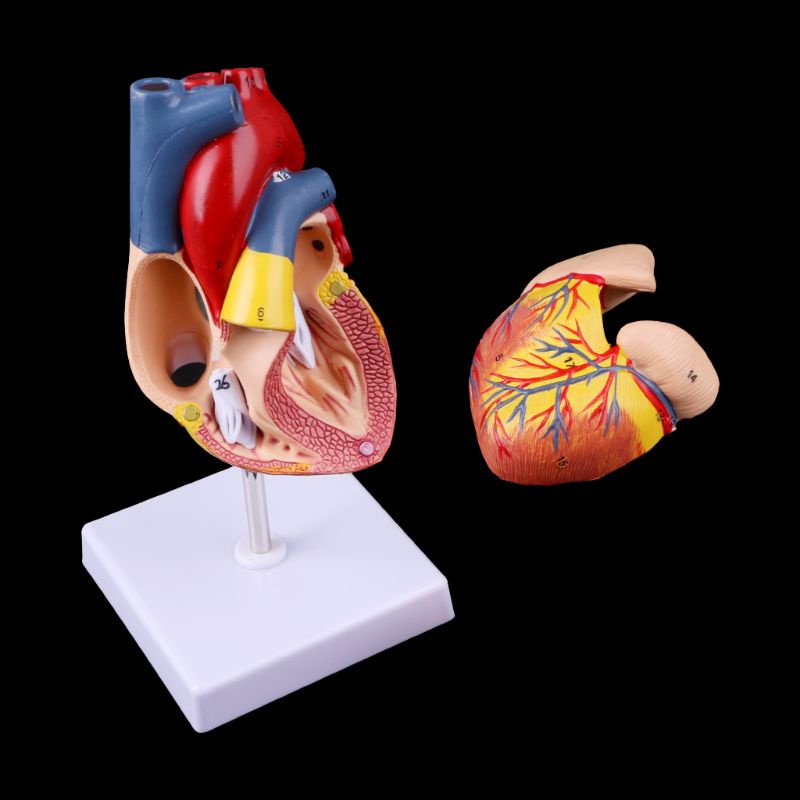 Mô Hình Trái Tim Người Tháo Rời Được Dùng Giảng Dạy Y Tế