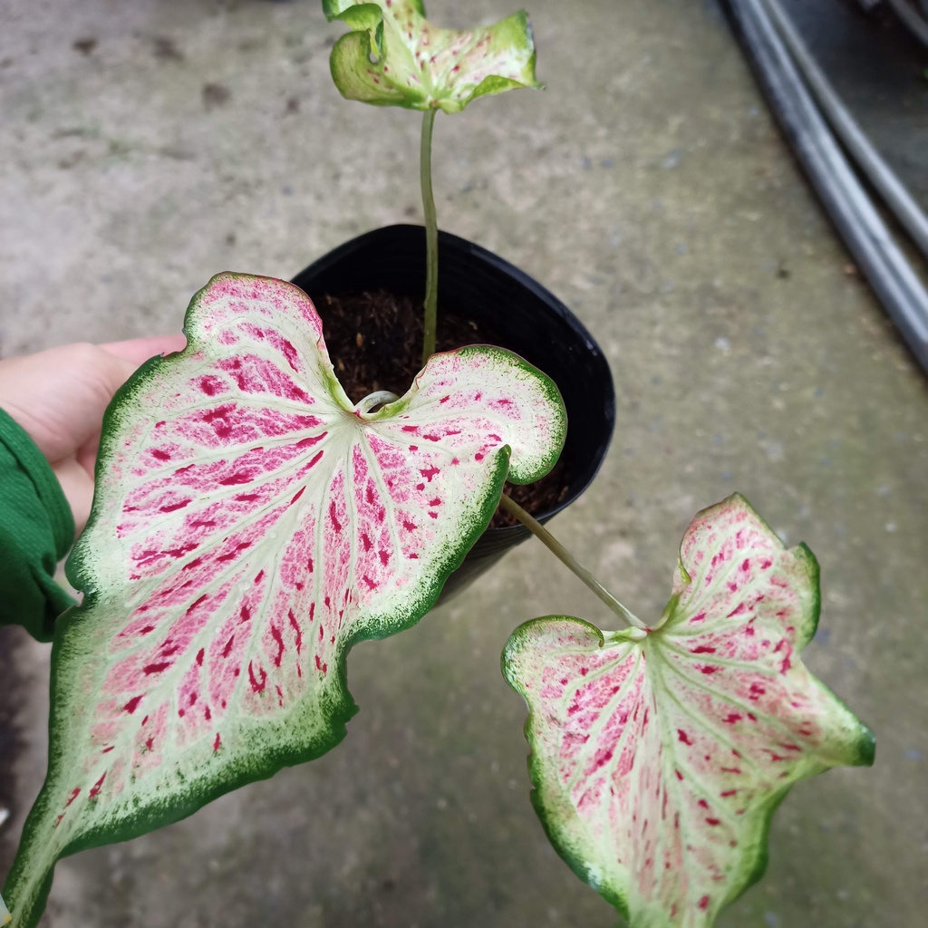 Cây môn dưa hấu - watermelon caladium - ship toàn quốc