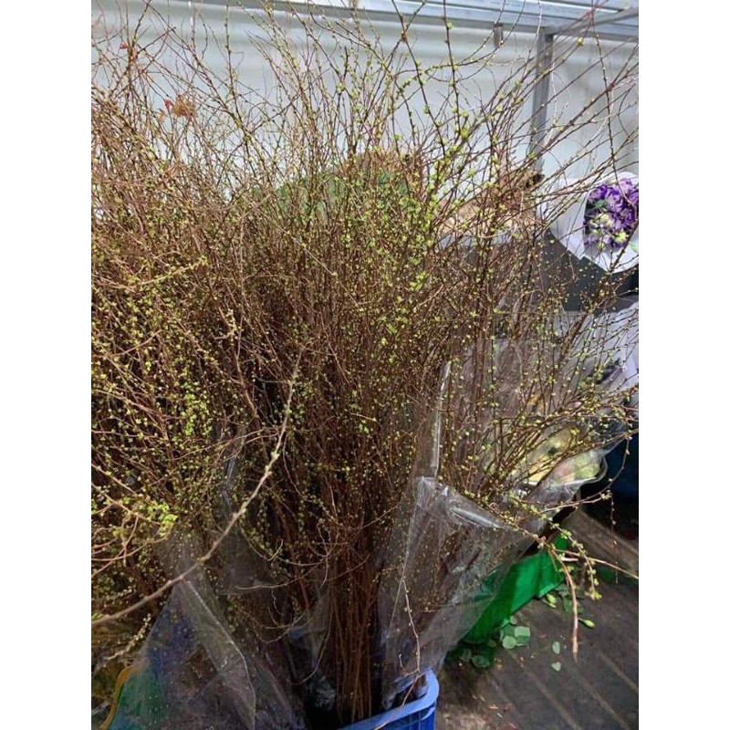 Hoa Tuyết Mai Rừng