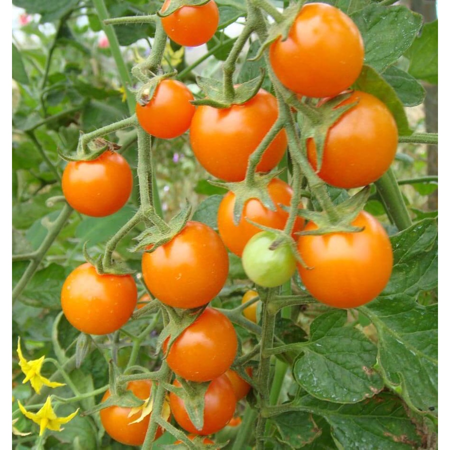 Hạt giống cà chua cherry vàng ngọt - rau củ quả trồng chậu, sân vườn ban công ngon ngọt nảy mầm cao 5 hạt RAD0 403