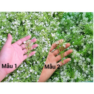 100gr cỏ điểm đầu bông bi hàng xịn