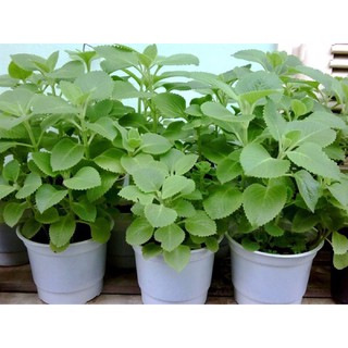Chậu cây tần dày lá húng chanh