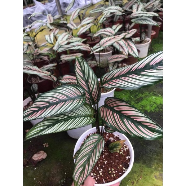 Chậu cứng Đuôi công calathea White star