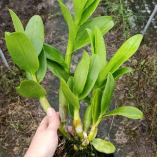 Denro nắng rồng vàng