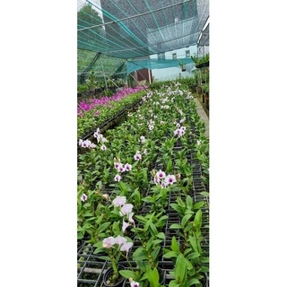 HOA LAN LỌ LEM
