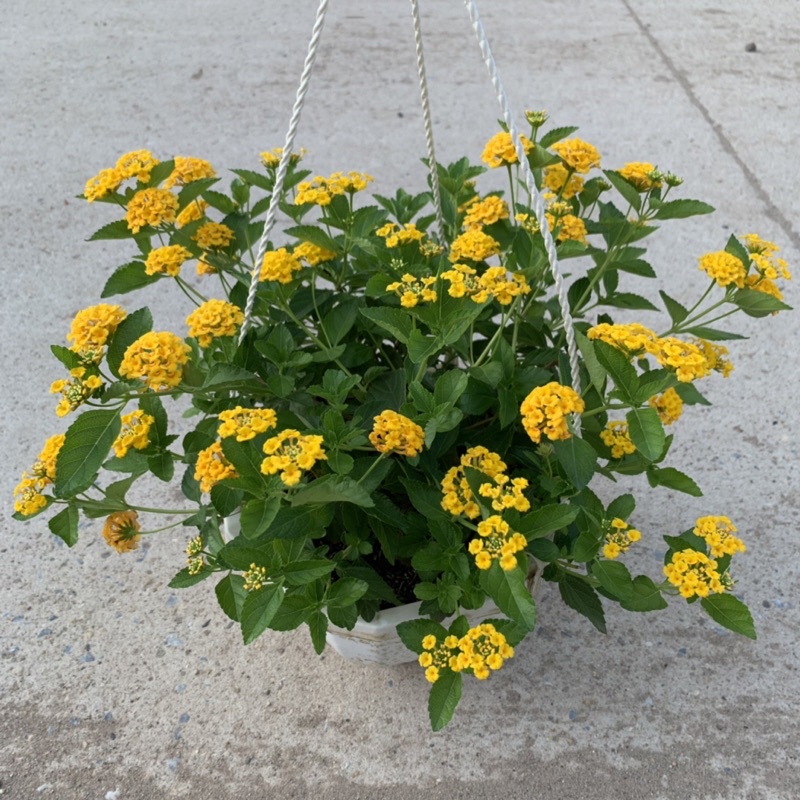 Chậu hoa ngũ sắc vàng rủ bán kính 25-30cm, cây hoa nở rực rỡ quanh năm, trồng treo ban công, sân vườn
