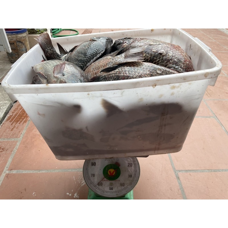 Mồi Câu Rô Phi Đông Lạnh Sa Phạm-Đông Lạnh Xanh