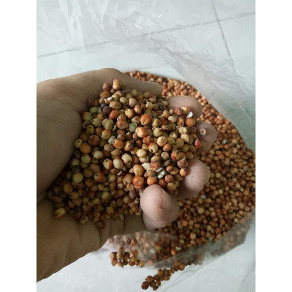 [HÀNG SẠCH] 500GRAM CAO LƯƠNG ĐỎ (BO BO ĐỎ) CHO CHIM,VẸT