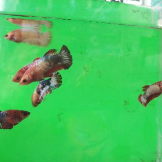 Betta  food