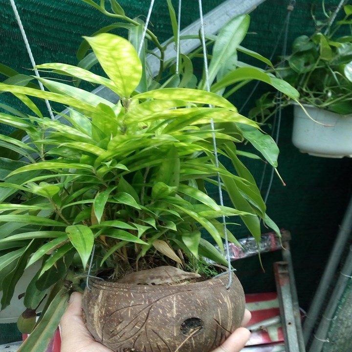 cây trúc nhật