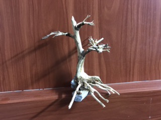 Lũa Bonsai Thuỷ Sinh 15x10