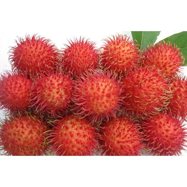 Cây giống chôm chôm nhãn siêu trái