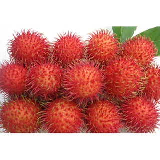 Cây giống chôm chôm nhãn siêu trái