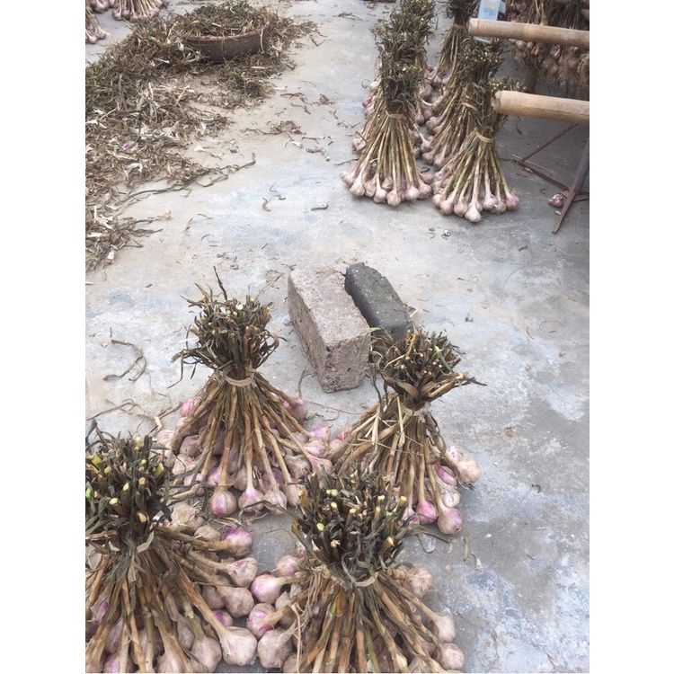 ⚡️ Tỏi ta khô kinh môn Hải Dương