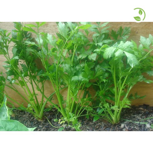 Hạt Giống Rau Cần Tây Cọng Xanh 282 Phú Nông - Gói 5g - Celery