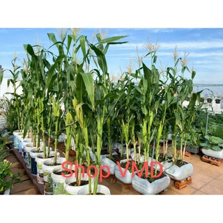 Hạt giống Bắp Ngọt ( Bắp Mỹ )