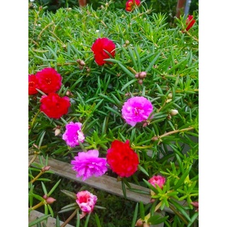 Cây Hoa Mười Giờ- tặng kèm phân bón