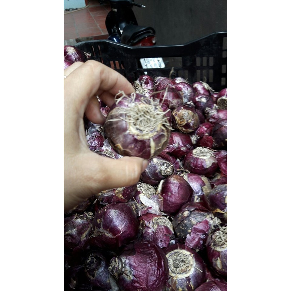 Củ hoa tiên ông hồng đậm _Dạ Lan Hương_ 1 củ