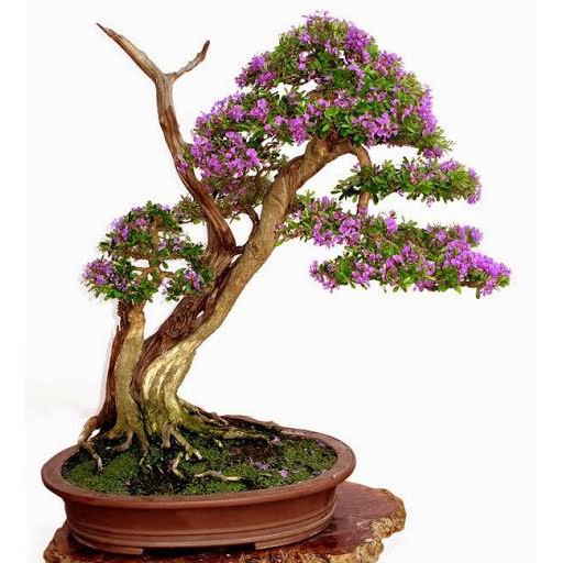 LINH SAM SIÊU HOA--HÀNG CÀNH CHIẾT