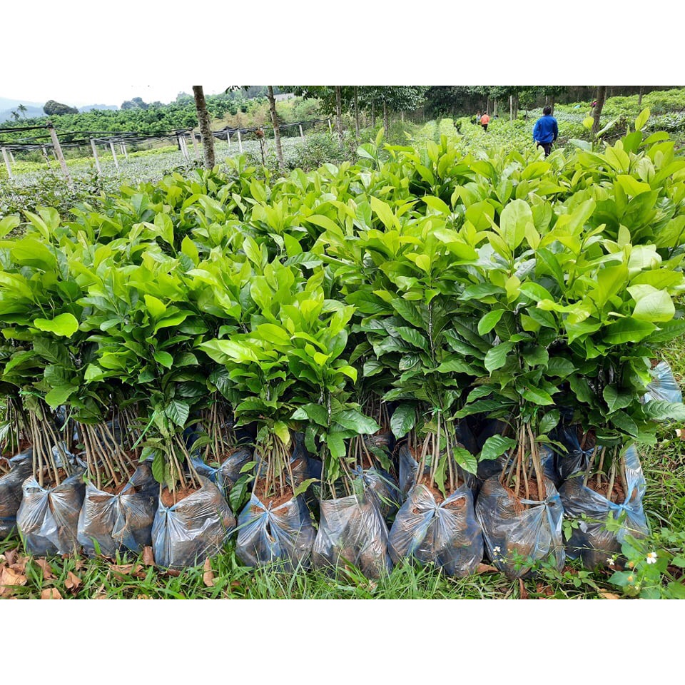 Kích thích ra rễ cực mạnh BOKING BẬT RỄ USA 100GR hàng chính hãng