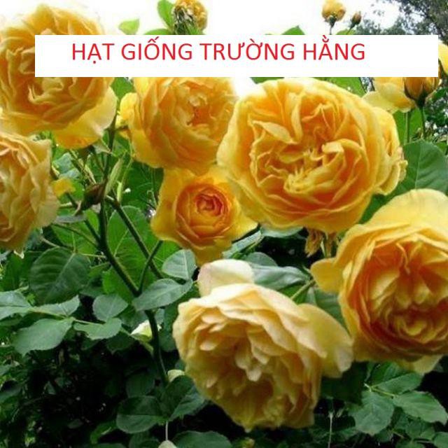 Gói 20 Hạt giống hoa Hồng leo Pháp mix (Tặng gói kích mầm, hướng dẫn ươm)