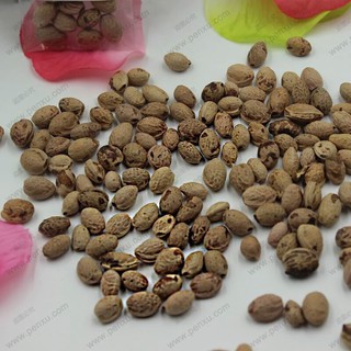 Hạt giống hoa anh đào