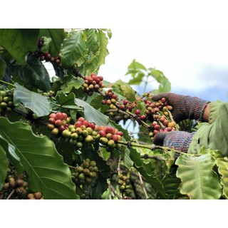 Cà phê Kaffeine Arabica