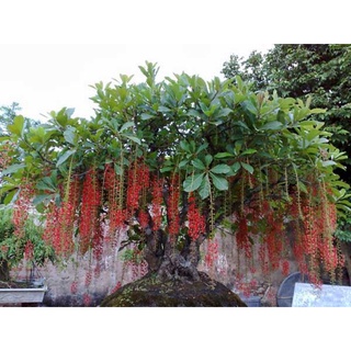 Cây giống Lộc Vừng
