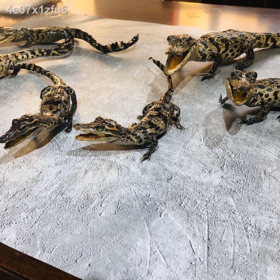 ▧ ✟  ♤Đồ trang trí mô phỏng hình cá sấu & chơi @