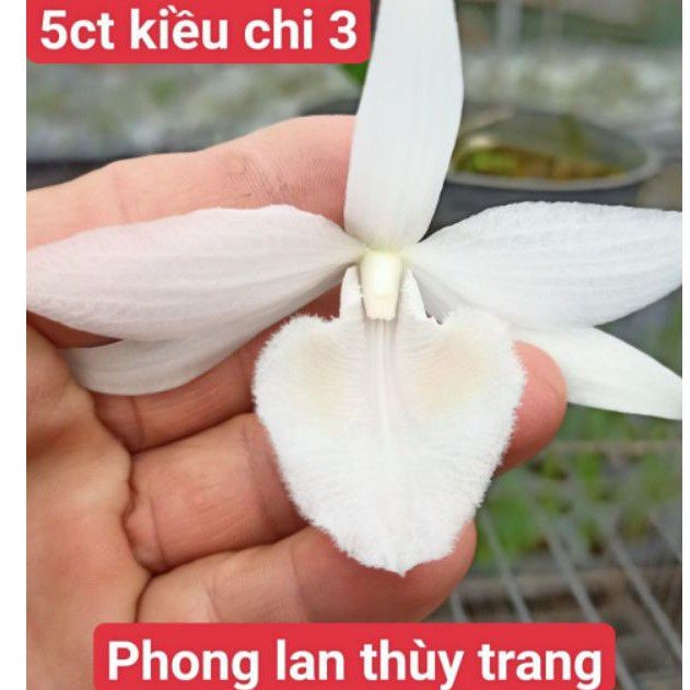 lan phi điệp đột biến (5ct) kiều chi 3