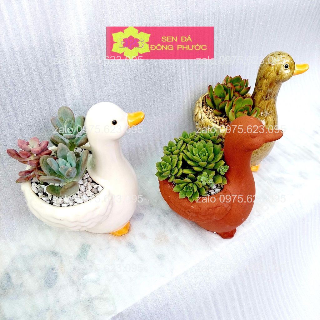 Chậu đất nung hình thú nâu đỏ - chậu trồng sen đá xương rồng, cây văn phòng- sen đá đông phước