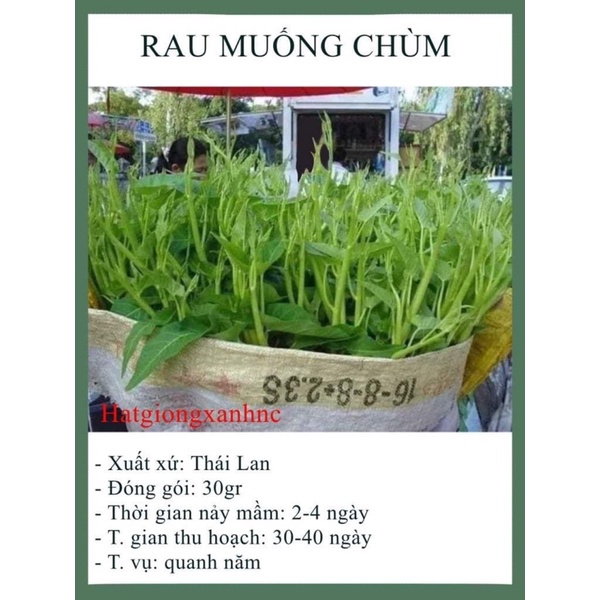 Hạt giống rau muống nước siêu ngọn Thái lan F1, Gói 30 Gram, Rau củ quả trồng sân thượng, tại vườn, ban công.