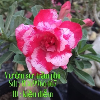 Hoa Sứ Kiều Diễm