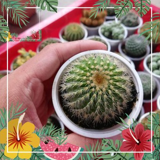 Green Garden -- Xương rông kim huỳnh Vàng ! o.Ô >< .