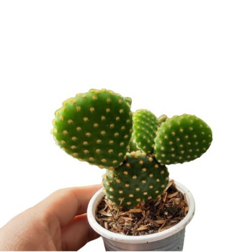 Cây xương rồng tai thỏ đẹp 20 cây bầu (8x8cm) có màu vàng đặt  trên bàn làm việc