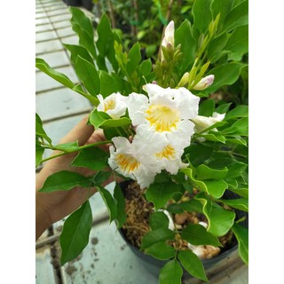 Nguyệt quế thái