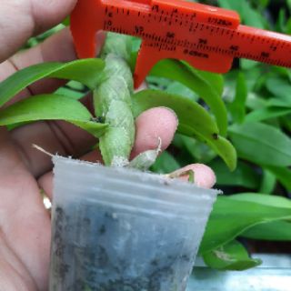Hoa phong lan phi điệp lá mít