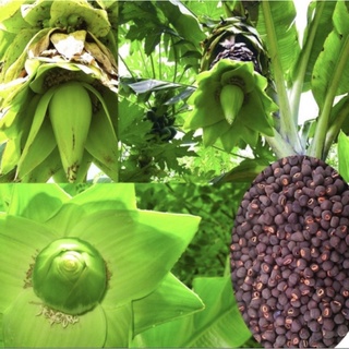 Hạt chuối cô đơn