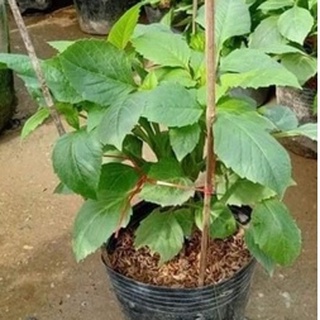 cây hoa thược dược đang nụ [hoa tết]