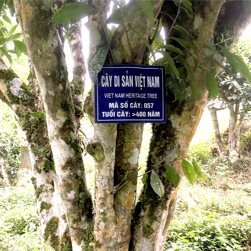 Trà Shan Tuyết Cổ Thụ Hà Giang Cao Cấp Bạch Trà Kim 75g Chè San Tuyết Ngon Trà Shan Tuyết Ngọt Hậu Vị Tốt Cho Sức Khoẻ