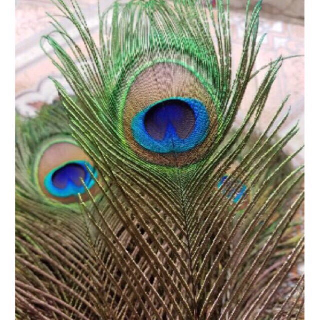 Lông công ~50cm LOẠI 1 mắt lớn | BigBuy360 - bigbuy360.vn